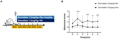 Dexamethasone alleviates etomidate-induced myoclonus by reversing the inhibition of excitatory amino acid transporters
